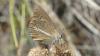 Polyommatus ripartii